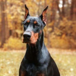 Meet your Posher, Greg